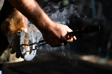 Farrier hot shoeing a horse - adjusting a hot horseshoe to the hoof