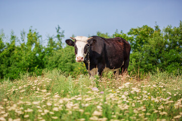 Close up of a black and white cow on a green meadow on a sunny spring day.
