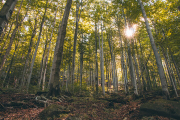Summer birch forest in the north of Bohemia. Diverse biodiversity of the Czech country. The sun's rays penetrate through a wall of green leaves. Livelihood for smaller plants