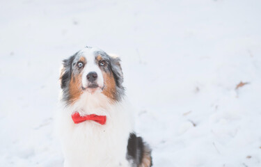 Australian shepherd merle dog in red bowtie in winter forest. Valentine.