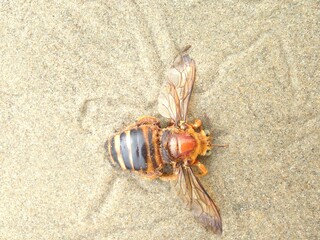 Dead Bumblebee in the sand