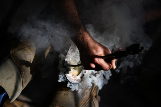Farrier hot shoeing a horse - adjusting a hot horseshoe to the hoof