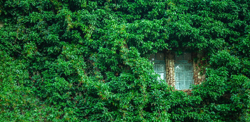 View of a closed window and of a wall covered with green ivy. Horizontal image.
