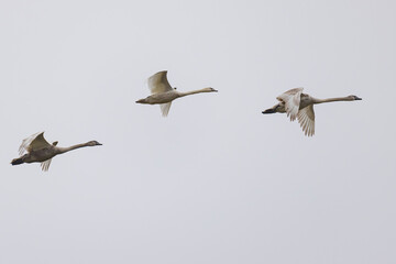 höckerschwäne fliegen in formation