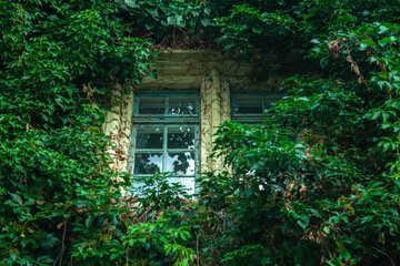 View of a closed window and of a wall covered with ivy.