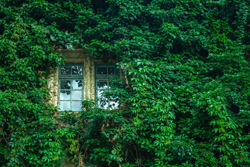 View of a closed window and of a wall covered with ivy. Horizontal image.