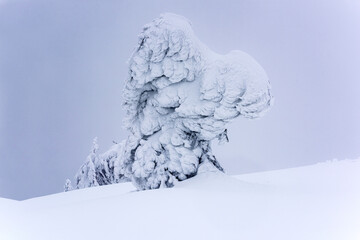 Fototapeta na wymiar Melancholy in nature. Dragon carved by nature from the snow on the mountain peak snow. Ice accumulates on the trees, turning them into white monsters.