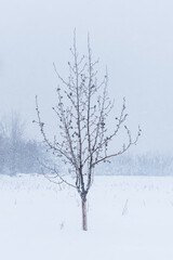 Fototapeta na wymiar A minimalistic landscape of a lonely tree after a snowstorm in a winter field. Beautiful image of a lonely tree after a blizzard. Christmas holidays and holidays background