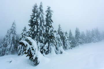 Obraz premium Top of the mountain with snowy trees in morning fog.