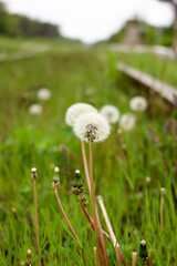 close up view of dandelion blowball in the grass between the rails of abandoned railway