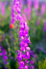 Landscape with beautiful purple flowers against the backdrop of the rays of the setting sun. A headset for your phone, desk or wall poster.