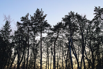 Black silhouettes of old trees against the sky during sunset. Concept of nature and landscape. Abstract background. Scenic winter sunset in the Pushcha-Vodytsia. Kyiv neighborhood, Ukraine