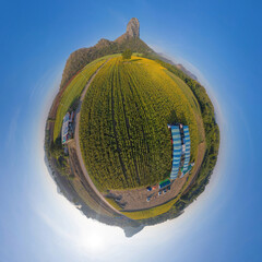 Little planet 360 degree sphere. Panorama of aerial view of full bloom sunflower field with...