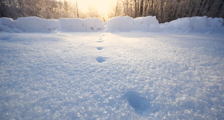 Human traces on snow against the background of trees and sky. Winter background.