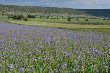 Fototapeta premium The purple lily garden. A field of purple lilies. Purple lilies bred to make perfumes.