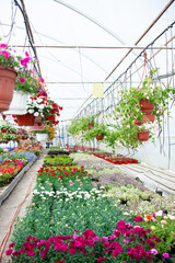 Fototapeta na wymiar Greenhouse for growing flowers. The concept of home growing, floriculture, green farming.