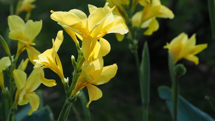 Fototapeta premium daffodils in spring
