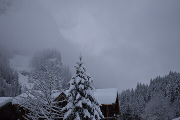 misty morning in the mountains