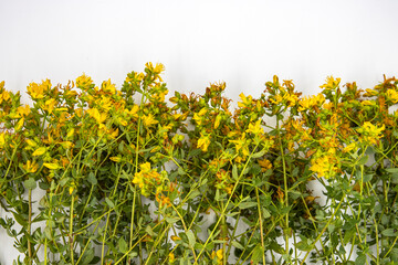 Hypericum yellow wild flower on a white background is used in medicine.