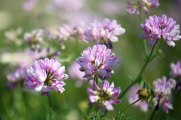 Pink purple flower and herb leaves. Field beautiful flower in the spring rural landscape. Flower Nature Garden. Blooming lilac flowers in the meadow, beautiful nature in spring and summer