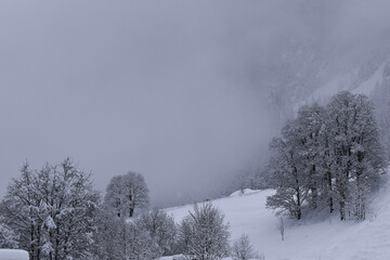 Obraz na płótnie Canvas trees in the snow