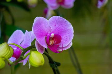 Orchids