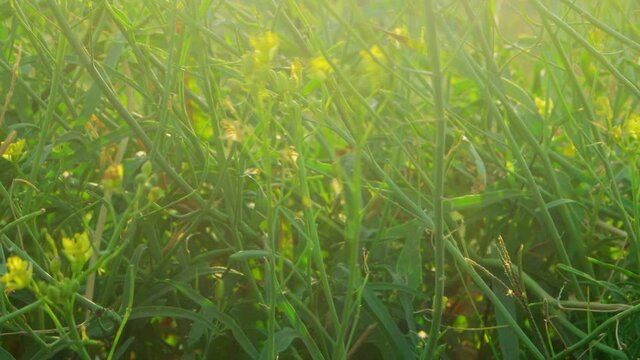 Closeup of steppe grass shiver on wind, wilderness veld