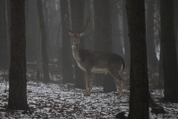 deer in forest dama dama