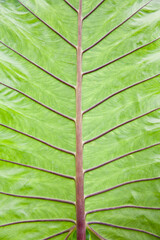 Green leaves background. Leaf texture