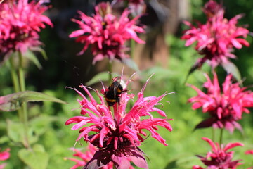 Bergamot flowers in the garden, for packaging, banner and advertising.