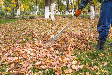Rake for collecting autumn leaves in the park