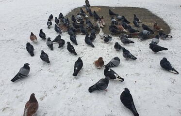 Obraz premium pigeons on the street