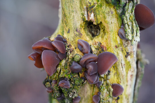 Forest tree mushrooms - edible mushroom Auricularia auricula-judae, known as the Jew's ear, wood ear, jelly ear, pepeao