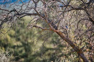 Bluebird on the tree