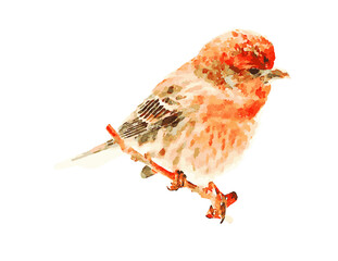 House Finch
