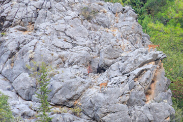 Wild mountain goats on a rock in the Taurus mountains in Turkey