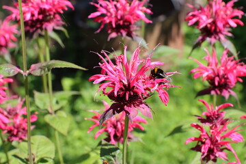 Bergamot blooms beautifully in the garden, for packaging, banner and advertising.