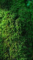 Fototapeta na wymiar Green wet moss texture, background. Free copy space for design.