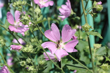 Pink mallow flowers and bee, close-up macro photography.