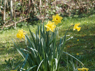 Obraz premium Narcissus pseudonarcissus | Wild daffodil or Lenten lily, flowers with yellow petals with darker central trumpet and long greyish green leaves at base of stems