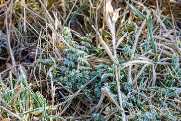 The grass is covered with white frost