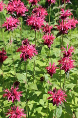 Bergamot blooms beautifully in the garden, is used as an aromatic additive to tea and as a medicinal plant.