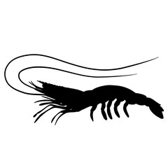 black and white silhouette of shrimp

