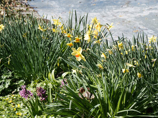 (Narcissus pseudonarcissus) Wild daffodils or Daffydowndillies with bright yellow petals as...