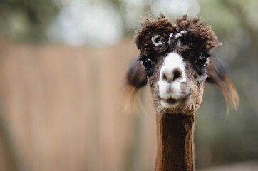 Baby Alpaca © Adrian