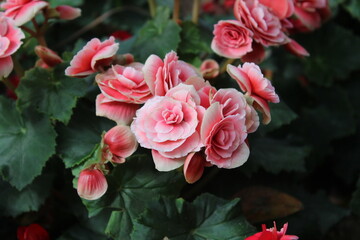 Beautiful Flower with luminance color