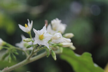white flower