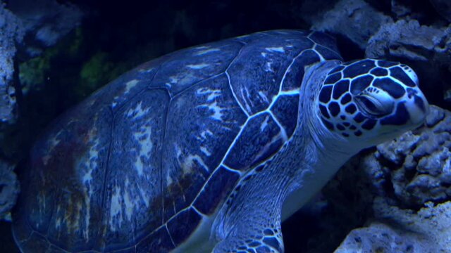 Green sea turtle Swims in the ocean off coral reefs. Chelonia mydas. Soft focus