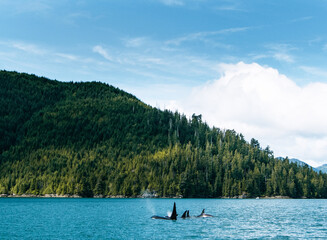 Obraz premium Orcas Swimming in Ocean - Killer Whales