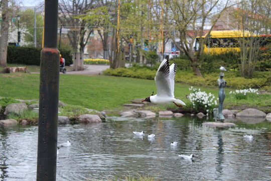 Lachm&ouml;we in Kalmar